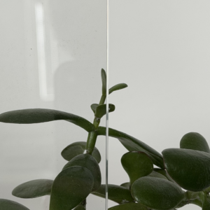 Steel Design – clear connex
